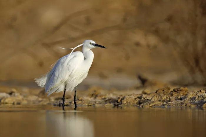 Waldmann, Shlomo: Little Egret