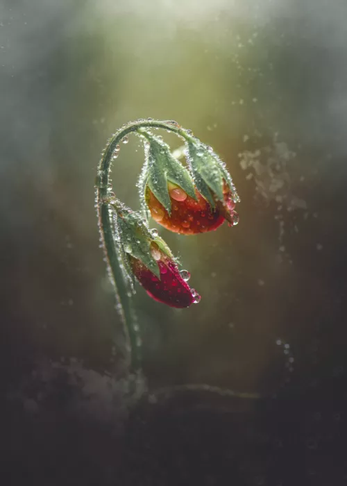 Zvinakeviciute, Kristina: Sweet pea