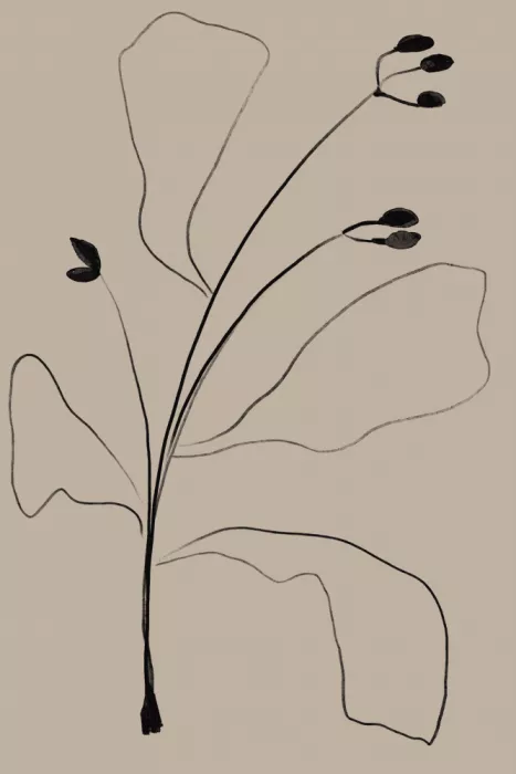 Studio, Miuus The: Simply Line Plant