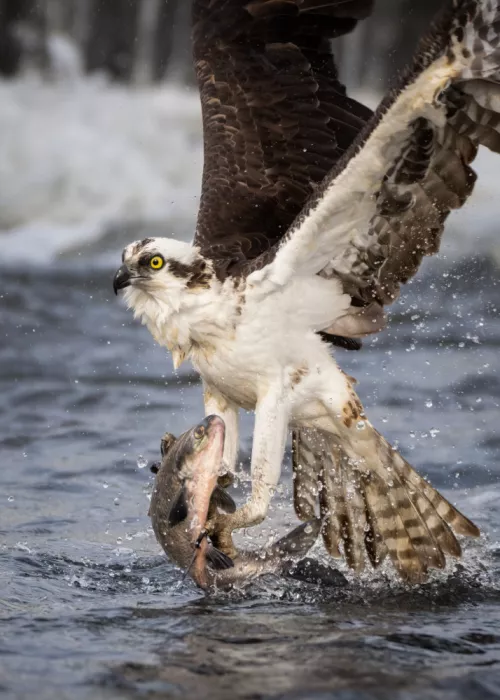 Lai, Vicki: Osprey hunting