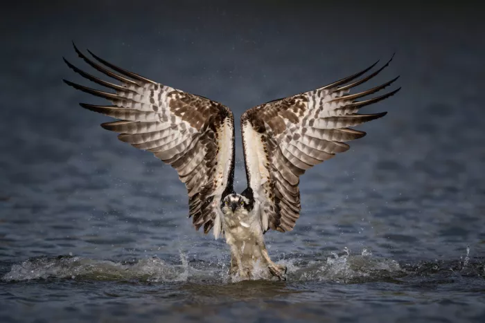 Lai, Vicki: Lifting off