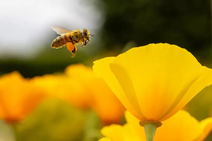 Ronnie, Khan Azim: The Pollinator’s Promise