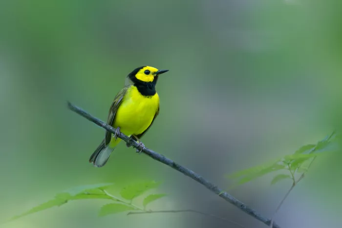 Zhang, ZY: Hooded warbler