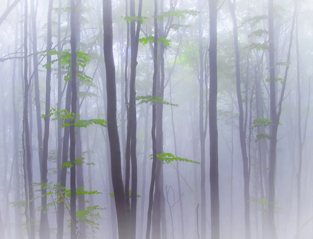 Manzoni, Michel: Misty