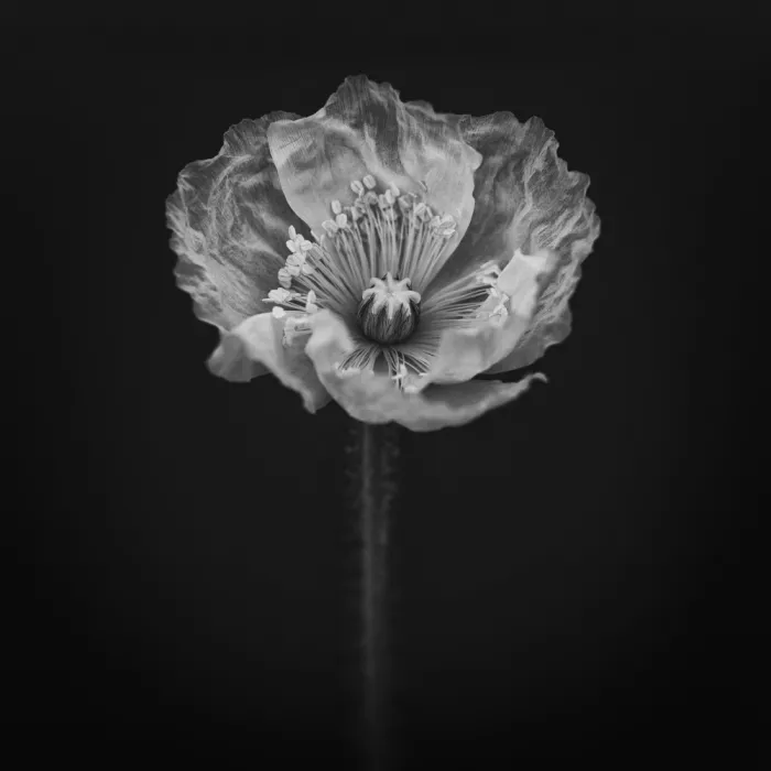 Grønkjær, Lotte: Poppy