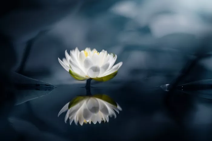 Suzuki, Takashi: Water mirro