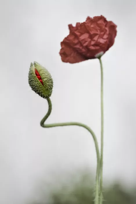 Grønkjær, Lotte: Poppies