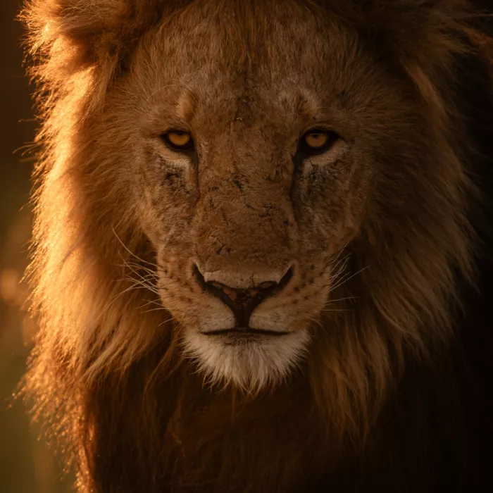 Sharma, Abhinav: The Fiery King