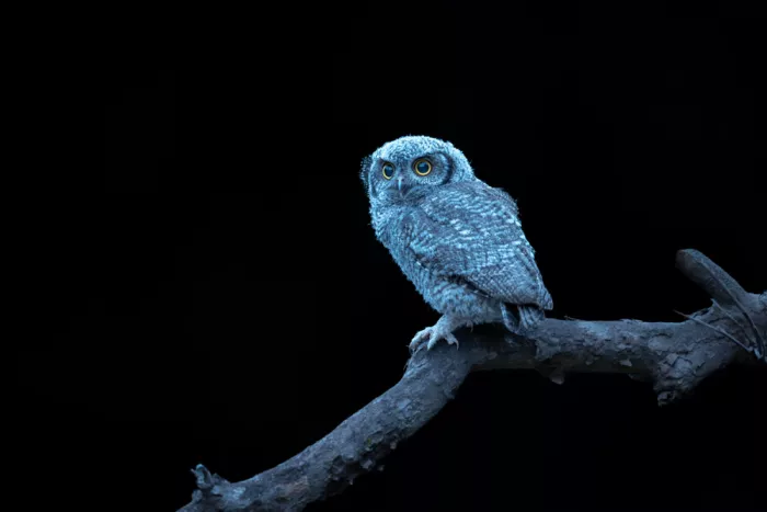 Wang, Victor: A Young Watcher of the Night (Western Screech Owlet)