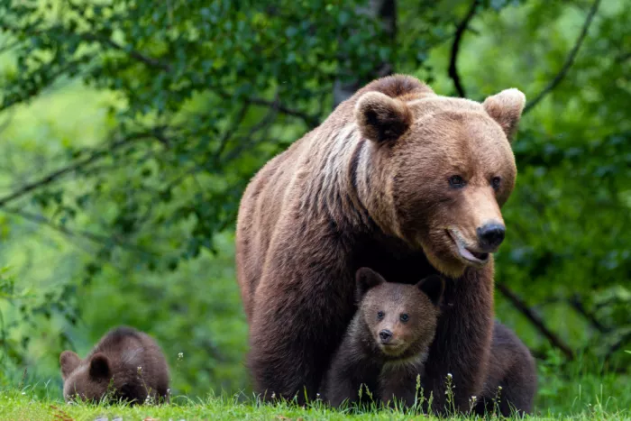 Goran, Tony: Teddy bear