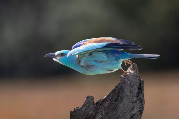 Haenen, Jeke: Roller - Take off