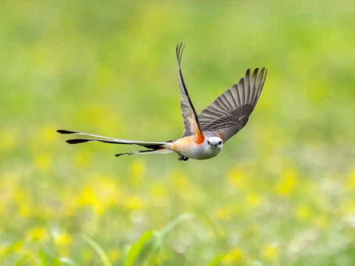 Z, Leechee: Scissor-tailed Flycatcher I