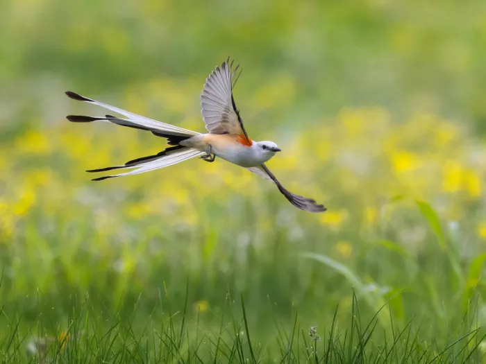 Z, Leechee: Scissor-tailed Flycatcher II