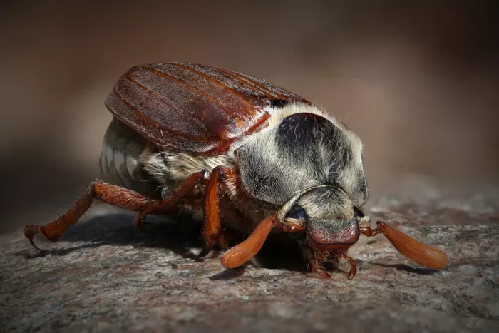 Schade, Peter: Cockchafer