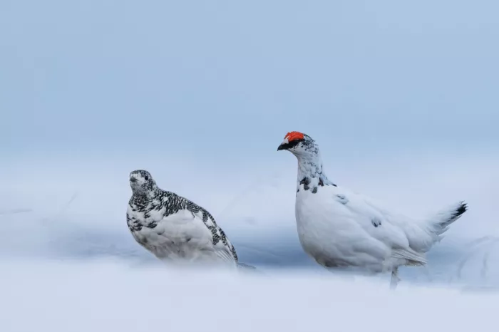 Meier, Tom: Ptarmigan couple