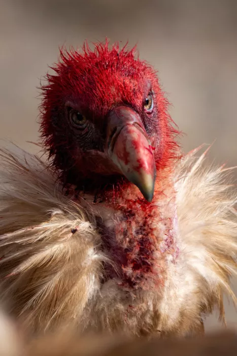 Jin, Jie: The blood-stained vulture