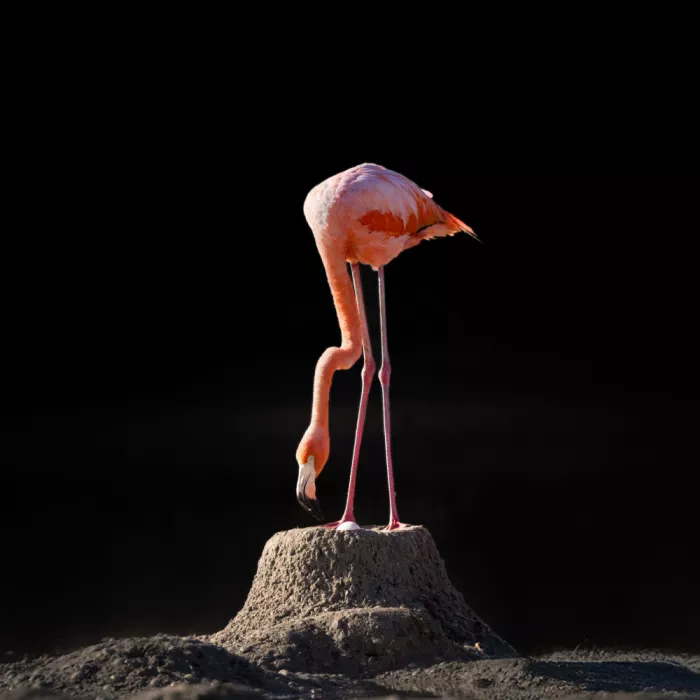 Ying, Li: Flamingo hatching egg