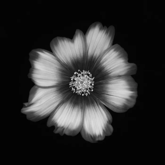 Grønkjær, Lotte: Cosmos