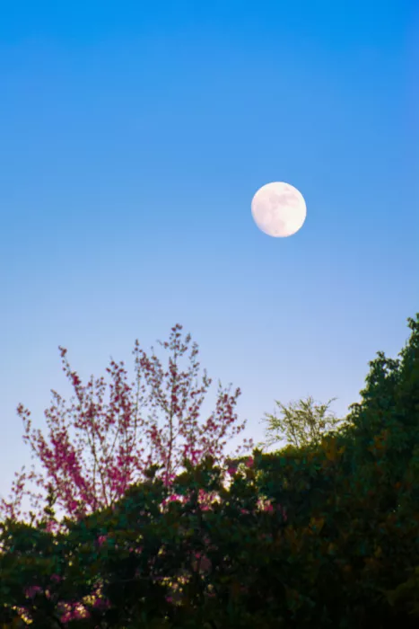 Braxton, Ryan: blue hour
