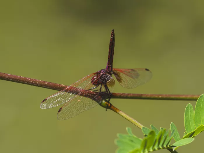akyurt, engin: Červená vážka