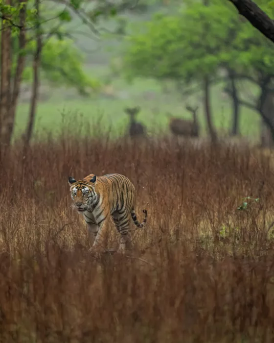 Bhatia, Yogesh: Prey and Predator