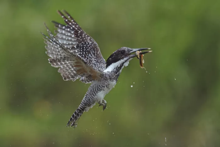 Lam, Gavin: Crested Kingfisher