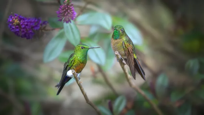 tianhuayu: A Conversation in Green