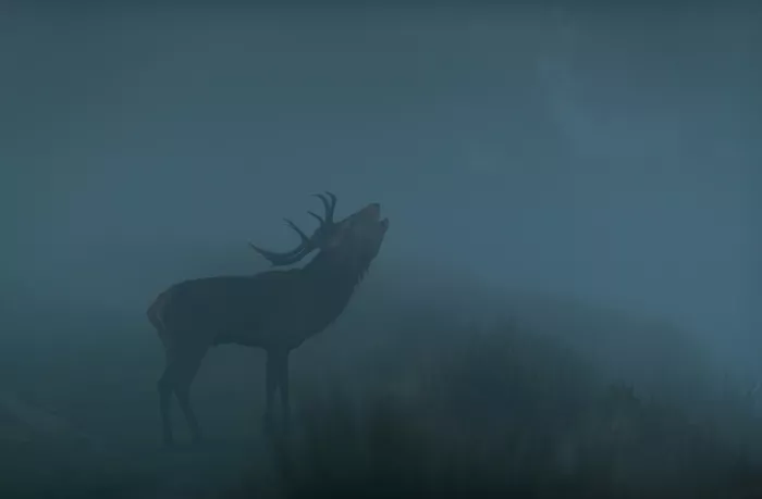fotorax, Jevric Radojica: Misty Majesty