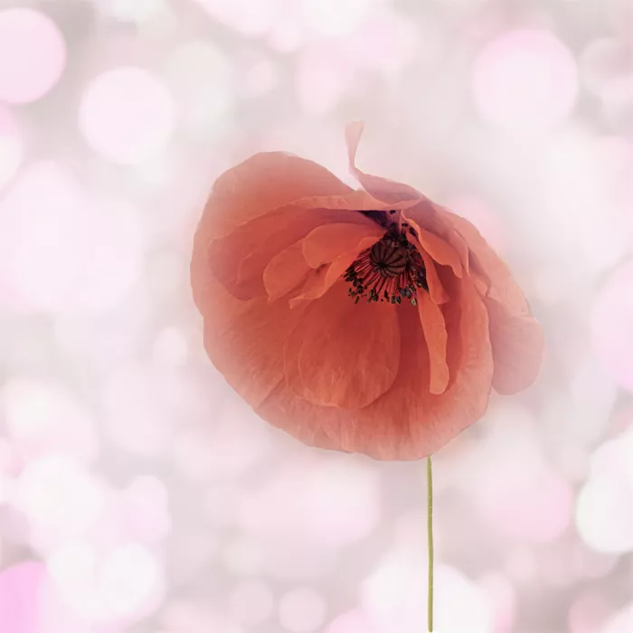 Stas, Marie-anne: Poppy solo
