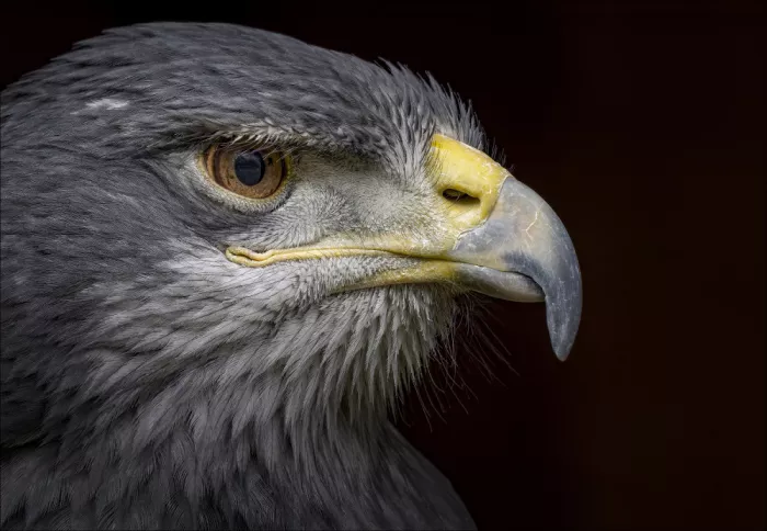 Mueller, Rainer: Bussard