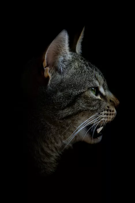 Schade, Peter: Little predator