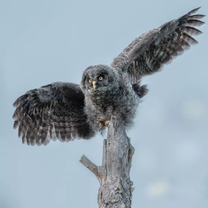 Wang, Victor: Great Grey Owlet