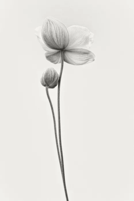 Grønkjær, Lotte: Anemones