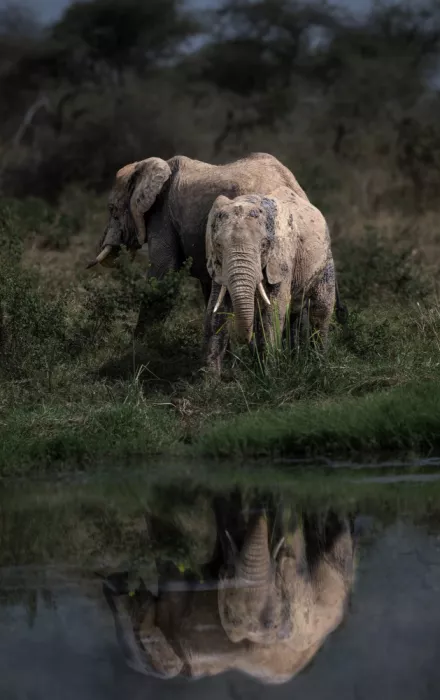 dem, Auf Andrea: Elephant Mirror