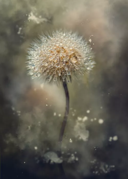 Zvinakeviciute, Kristina: Dandelion