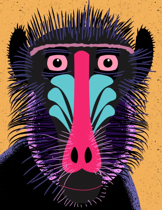 Nicholas: Mandrill