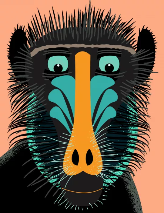 Nicholas: Mandrill regardant vers le bas