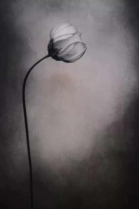 Grønkjær, Lotte: Cosmos flower