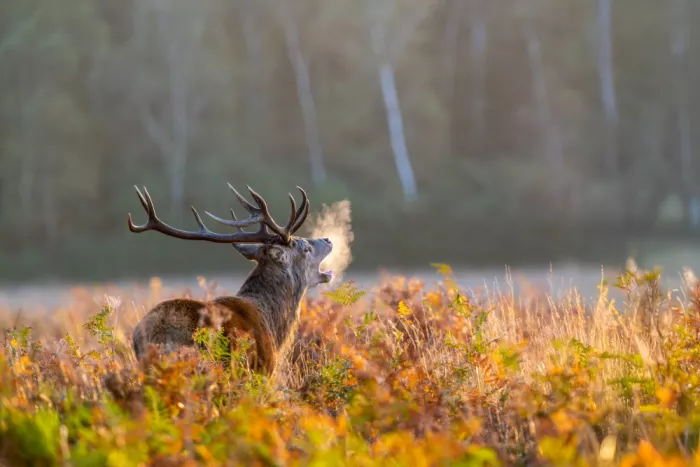 fotorax, Jevric Radojica: Call of the Wild