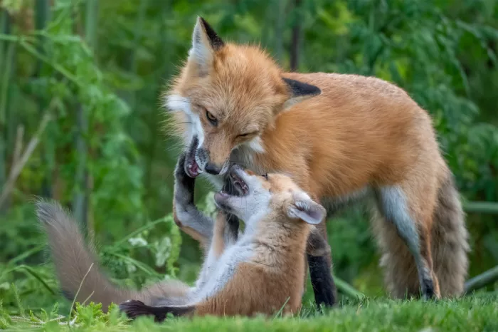 Lipinghu: Mamma gioca con me
