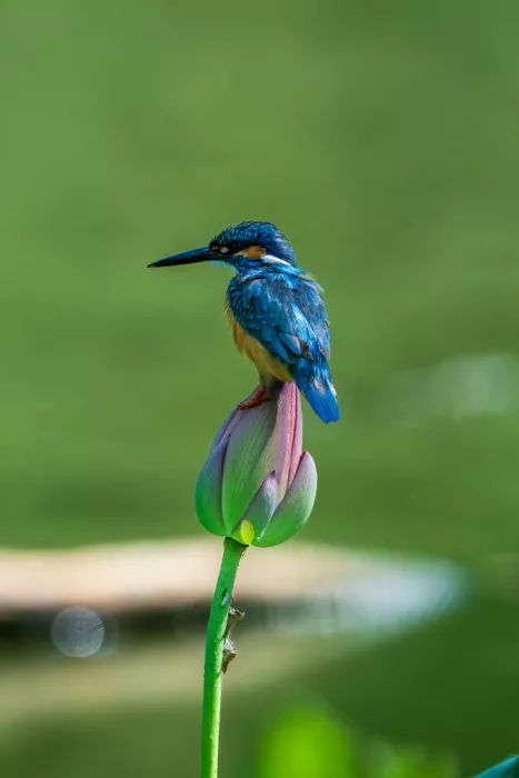 Suzuki, Takashi: Lotus and kingfisher
