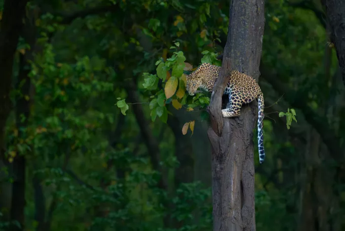 Sikand, Puneet: Ambush
