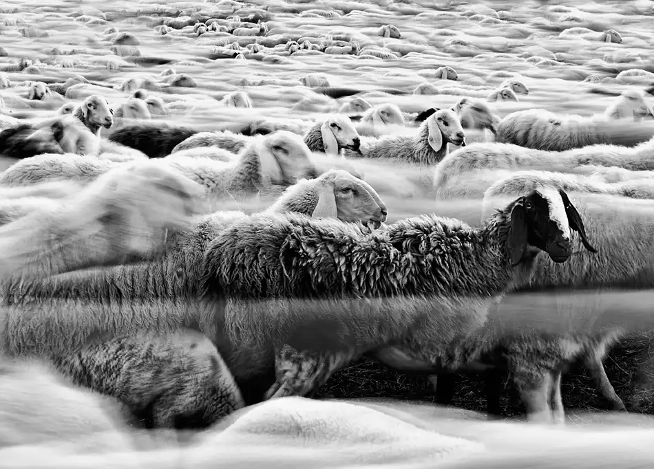 Luca, Liloni: River Sheep ||