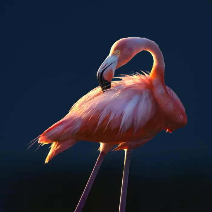 Ying, Li: Flamingo