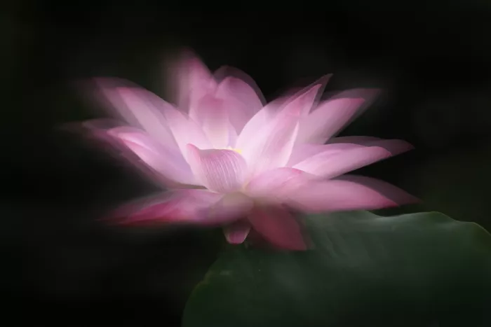 Gong, Yun: Fiorire con grazia