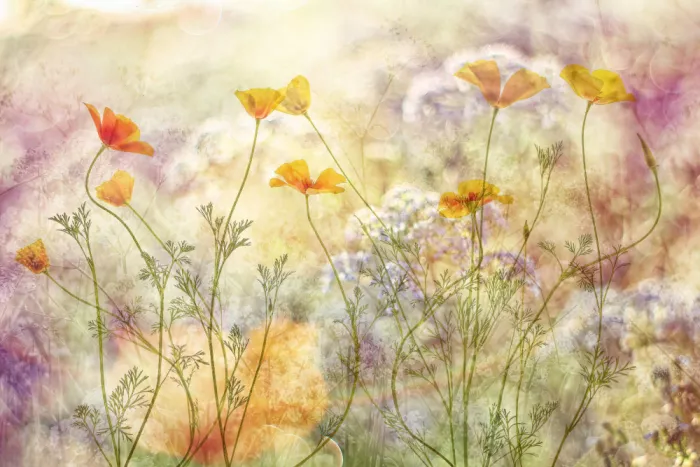 Lee, van Hilda: flowers field