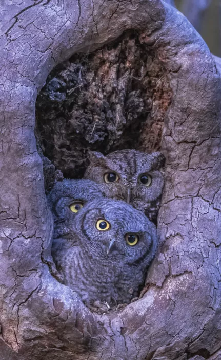 Qiu, Jenny: Curious Owls