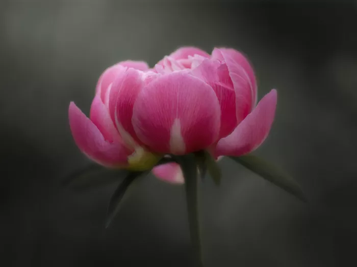 Liu, Sonya: A Shy Bloom
