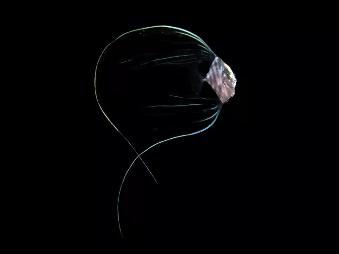 Tov, Ben Ilan: Pompano Larvae