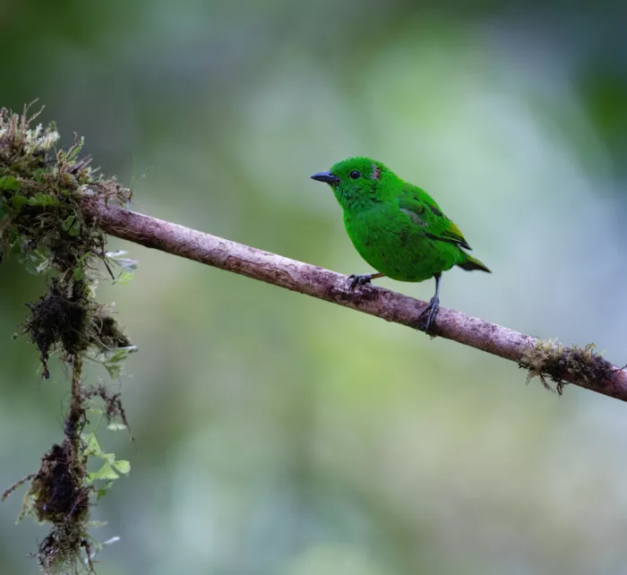Huang, Xiaojian: Glistening-green Tanager in Andes